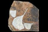 Three Fossil Ginkgo Leaves From North Dakota - Paleocene #102859-1